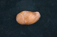 藏品(舞袖渦螺)的圖片